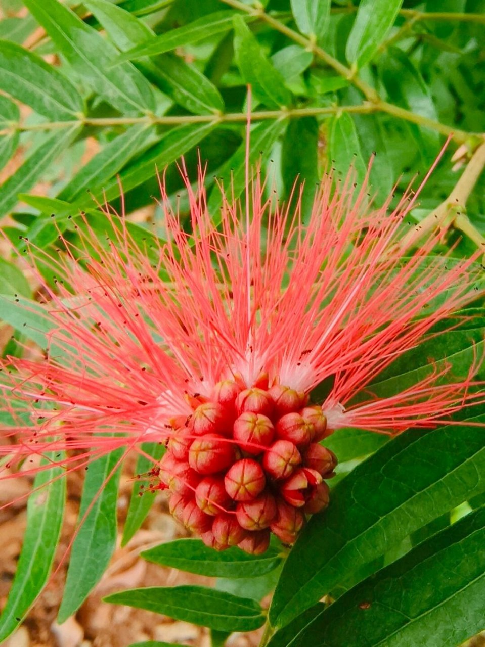 认识一种植物040 | 朱缨花  中文名:朱缨花  别名:美蕊花,美洲合欢,红