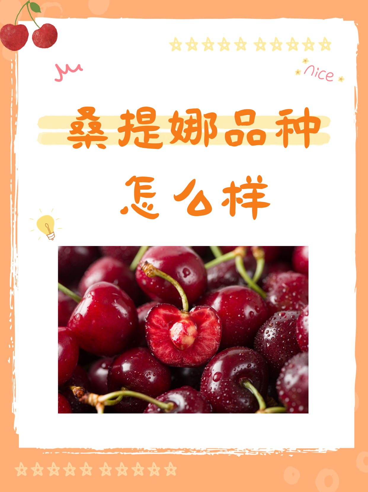 桑提娜品种怎么样 桑提娜大樱桃是一种优质樱桃品种,具有美丽的外观和