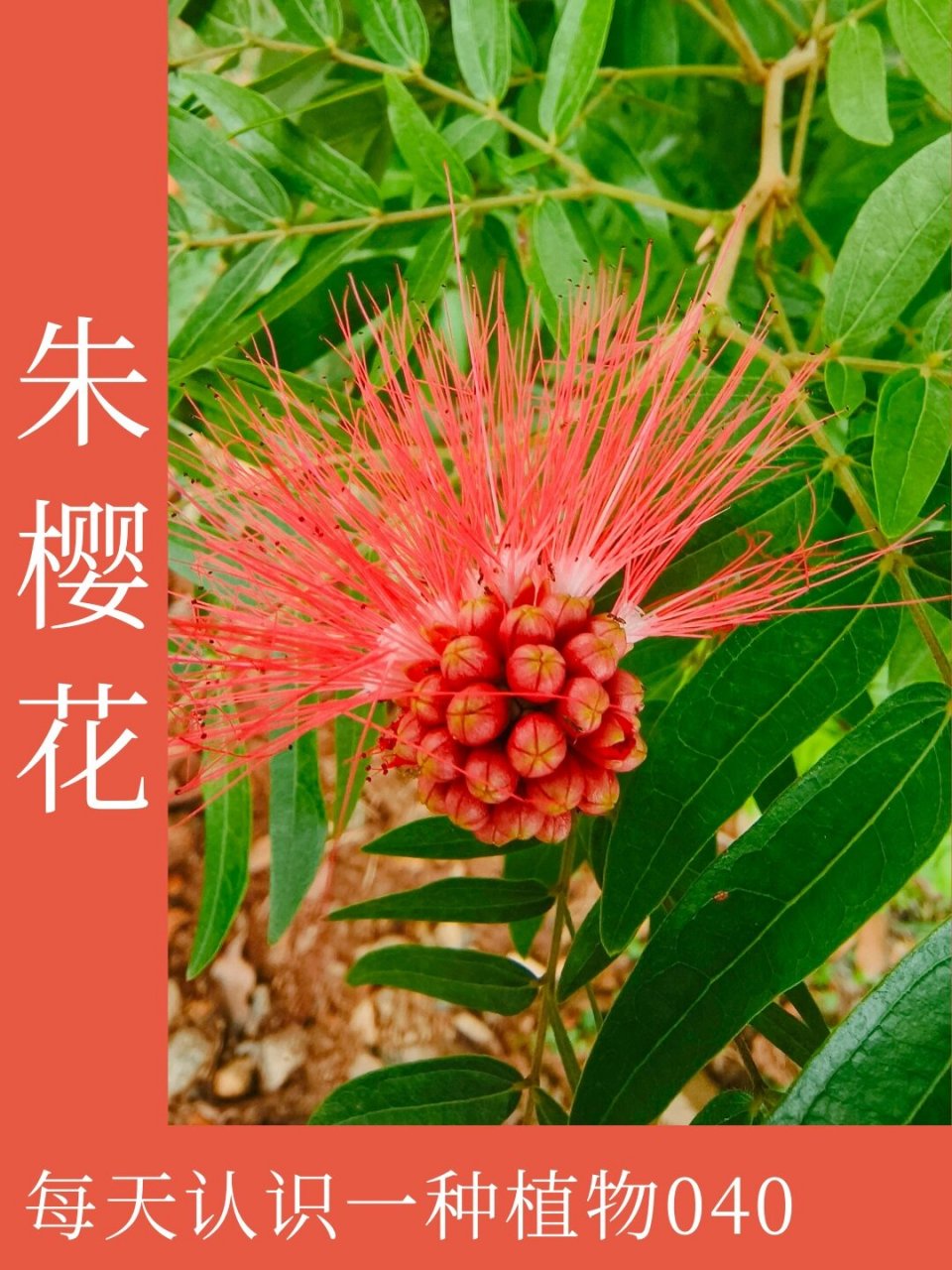 认识一种植物040 | 朱缨花  中文名:朱缨花  别名:美蕊花,美洲合欢,红