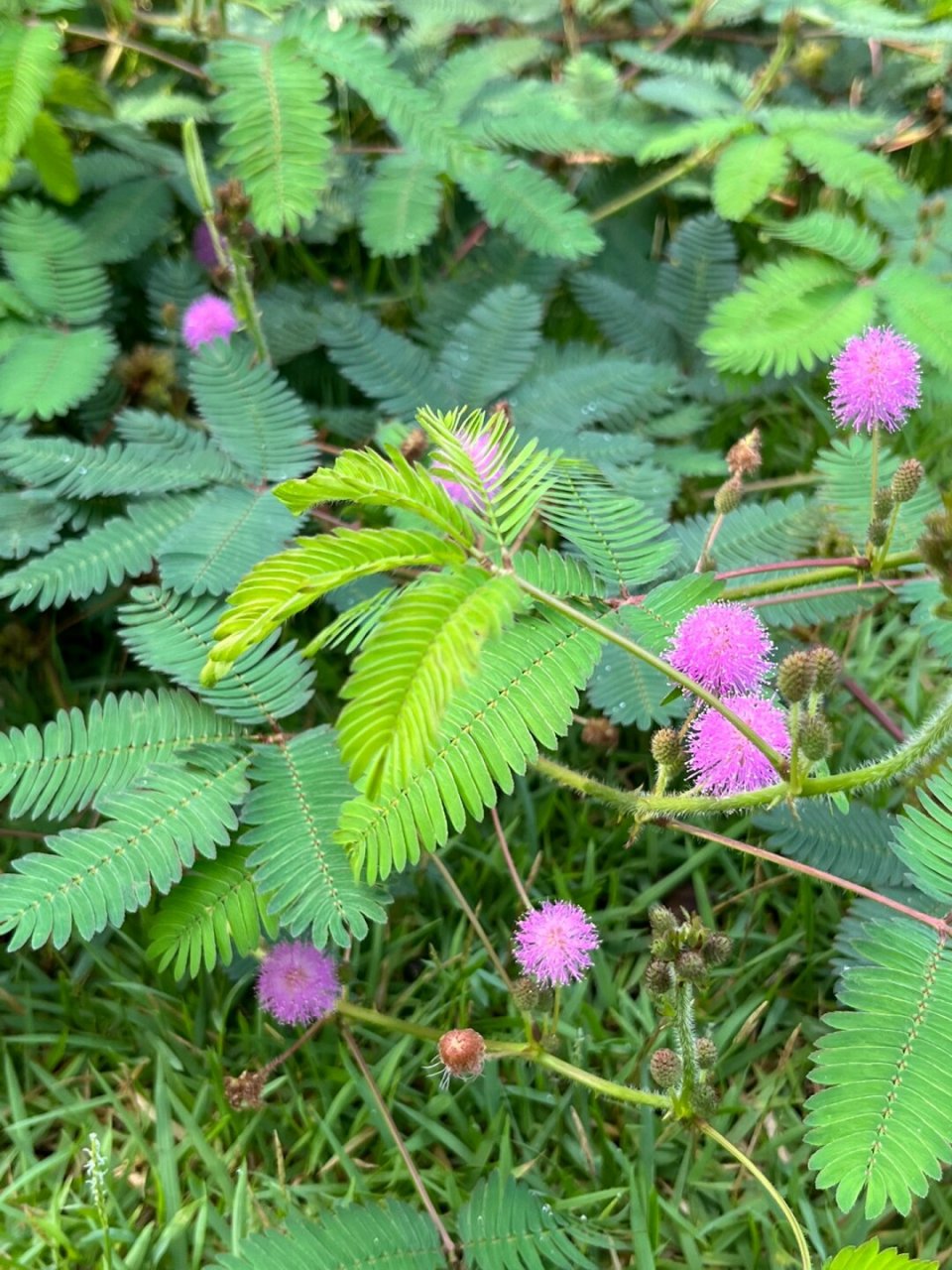 基本信息  学名:mimosa pudica l