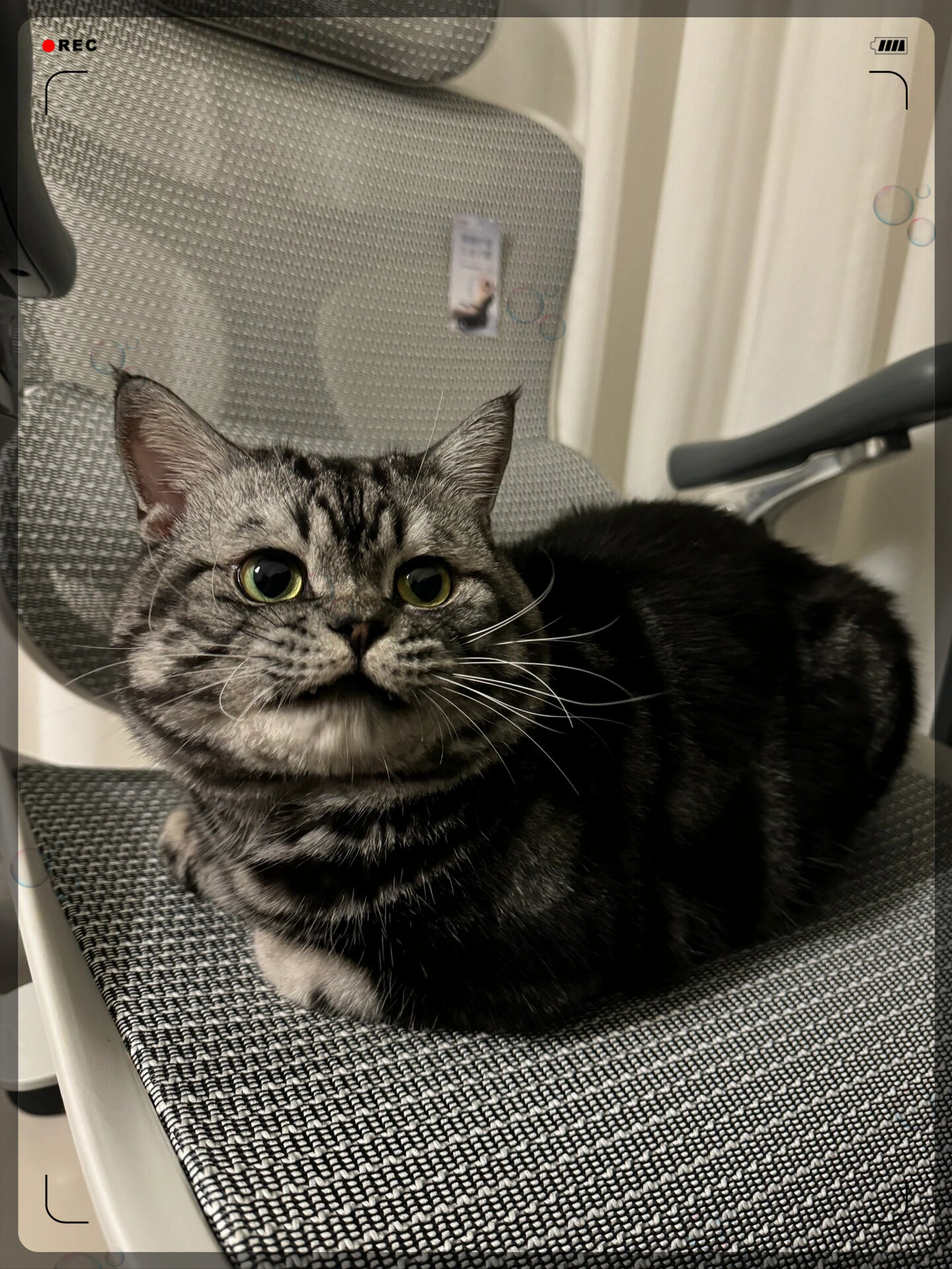 今天来晒一下我家的美短虎斑 柴郡猫的混血宝宝笑猫日记里的小