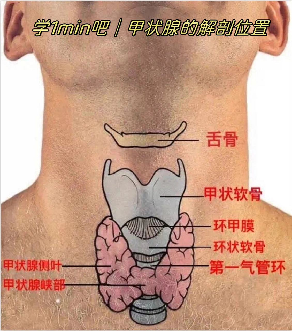 甲状腺测量示意图图片