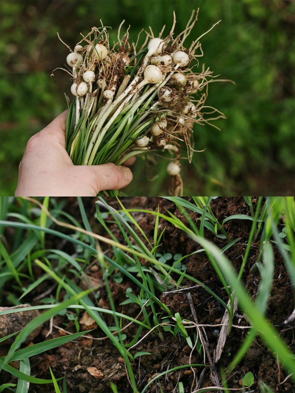 野葱炒鸡蛋,野葱拌豆腐,简单又美味.这种纯天然的食材,让人倍感珍惜.