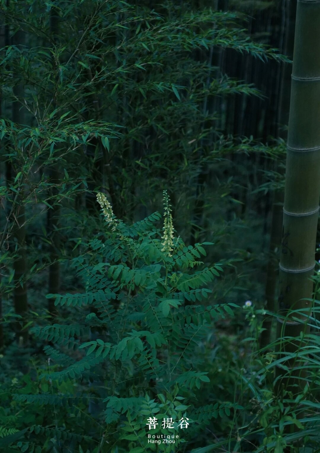 prain,属于豆科合欢属的落叶小乔木或灌木.