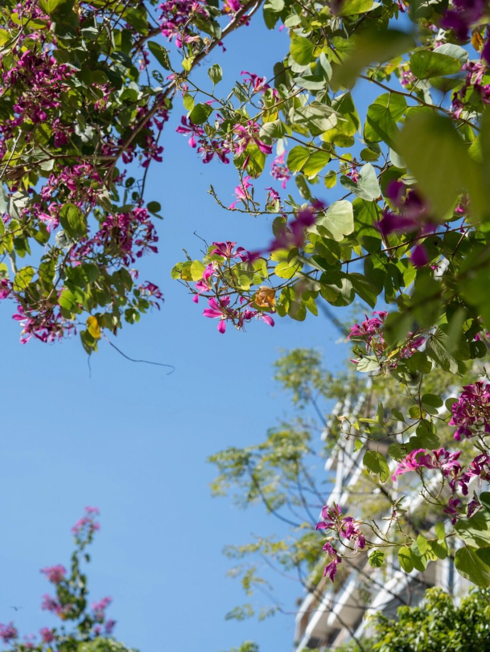 植物笔记291 | 只开花不结果的洋紫荆  红花羊蹄甲,属于豆科羊蹄甲属