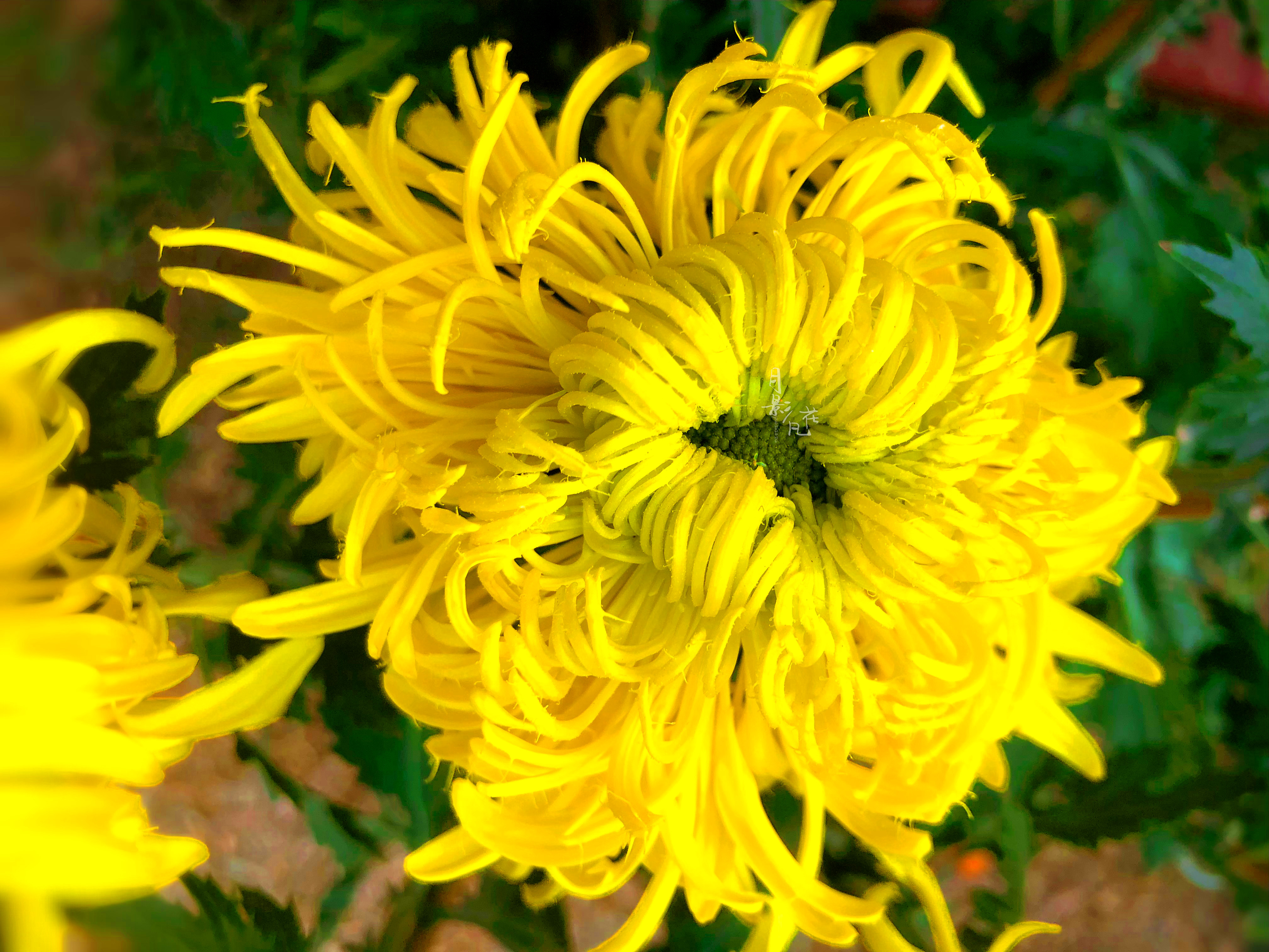 珍品名菊│金凤还巢