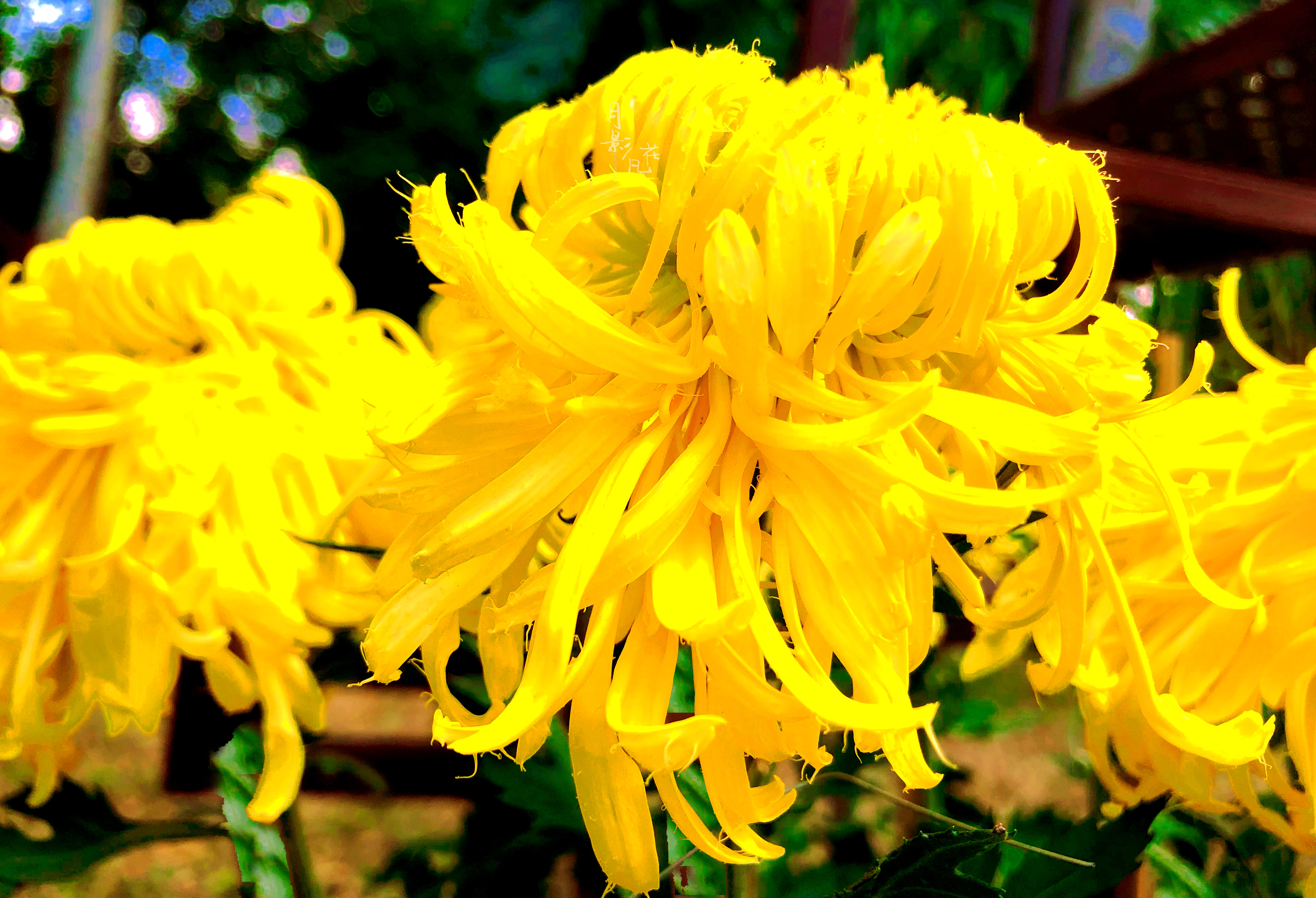 珍品名菊│金凤还巢