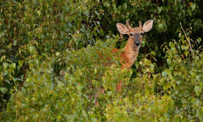 华盛顿特区岩溪公园白尾鹿大爆炸!鹿保卫战引发全国关注