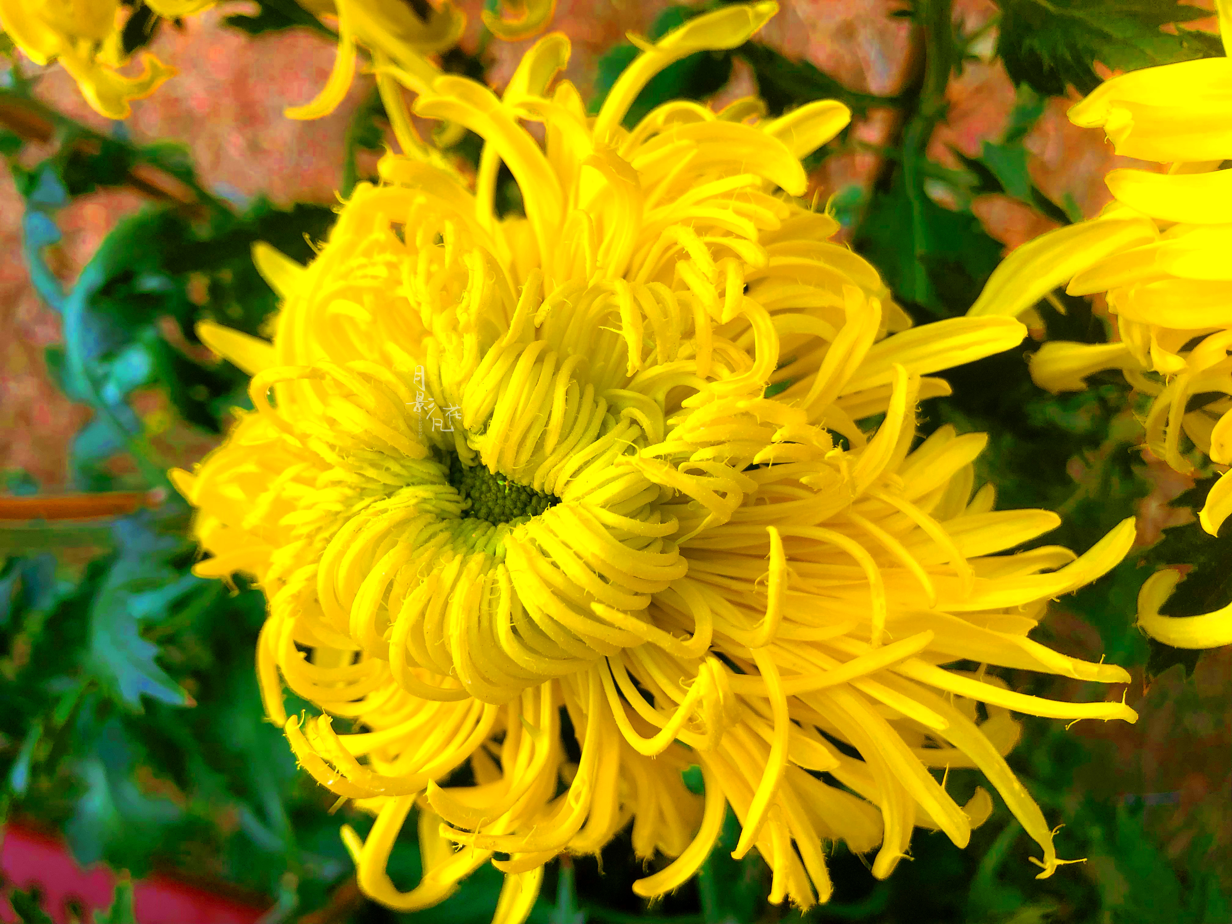 珍品名菊│金凤还巢