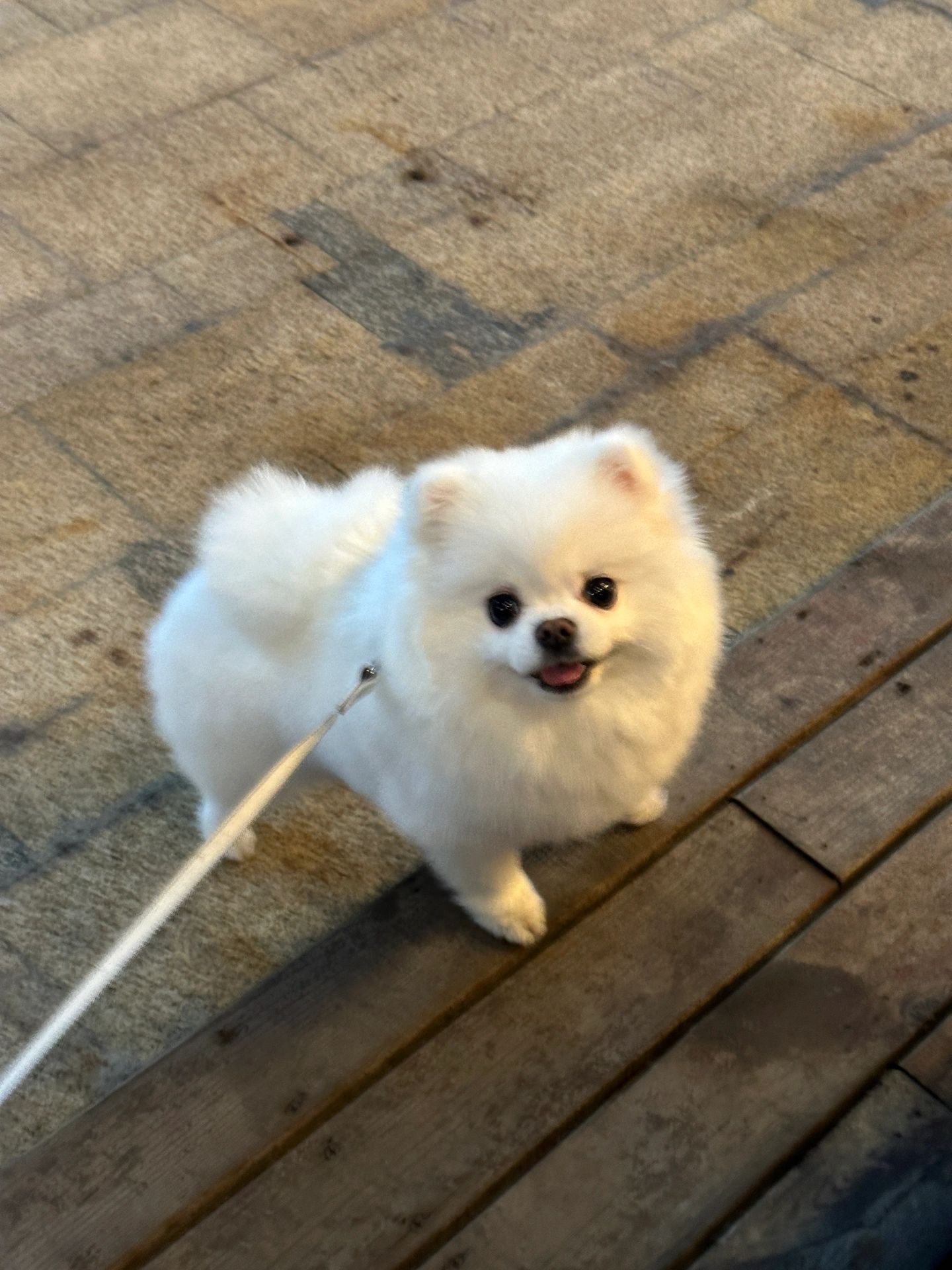 博美吃了会长寿的10种食物