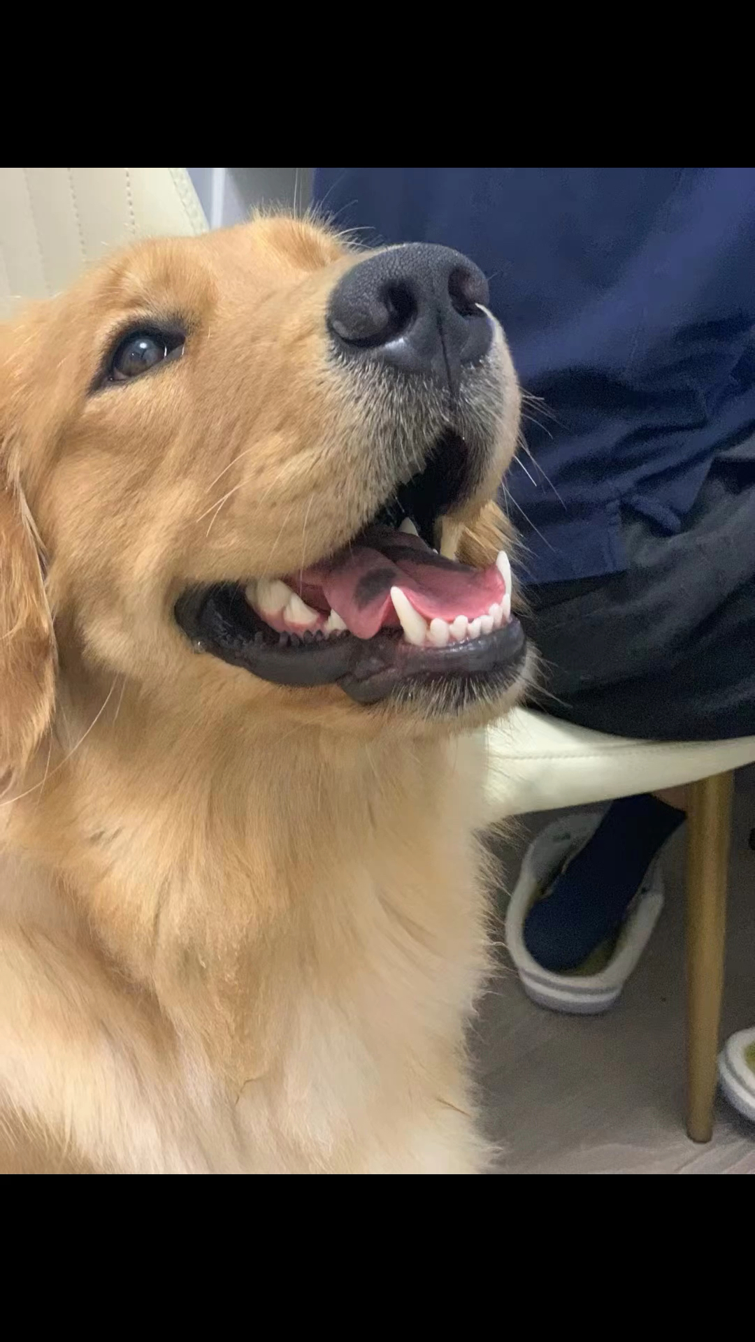 狗狗嘴上长的小疙瘩怎么消的最快