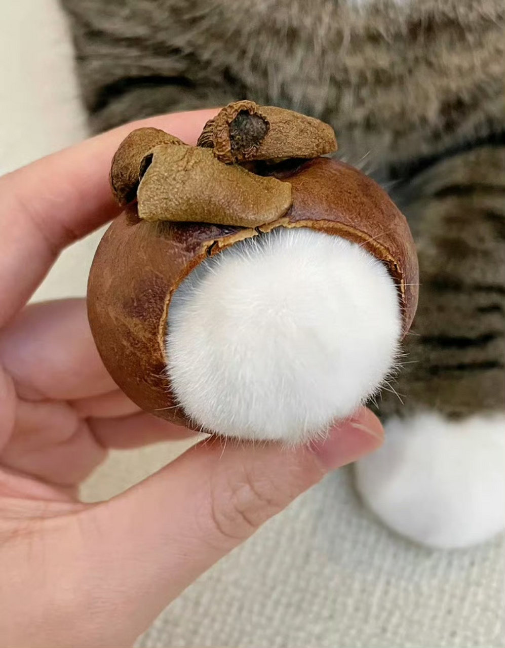 长毛的山竹,还能吃吗[疑问]#猫咪山竹