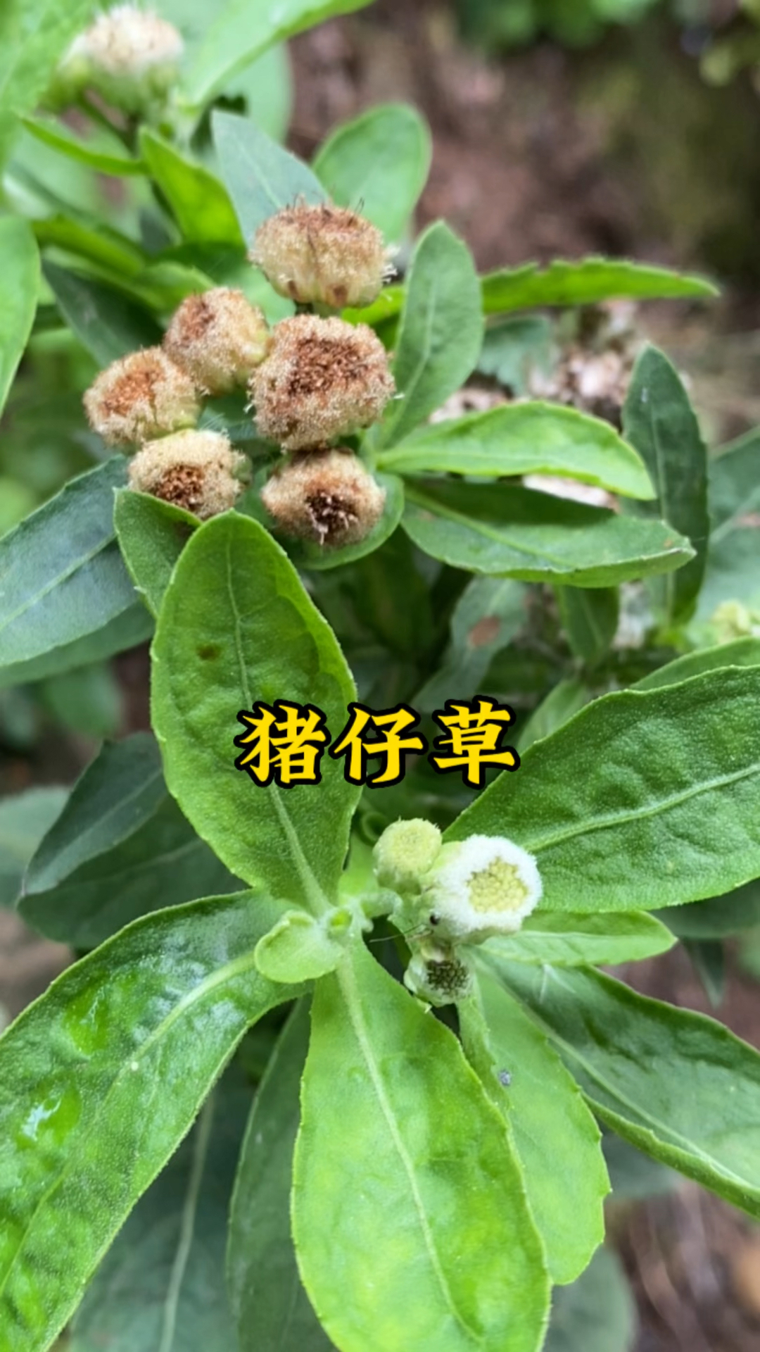 翼茎阔苞菊也叫"猪仔草",看看你认识吗?