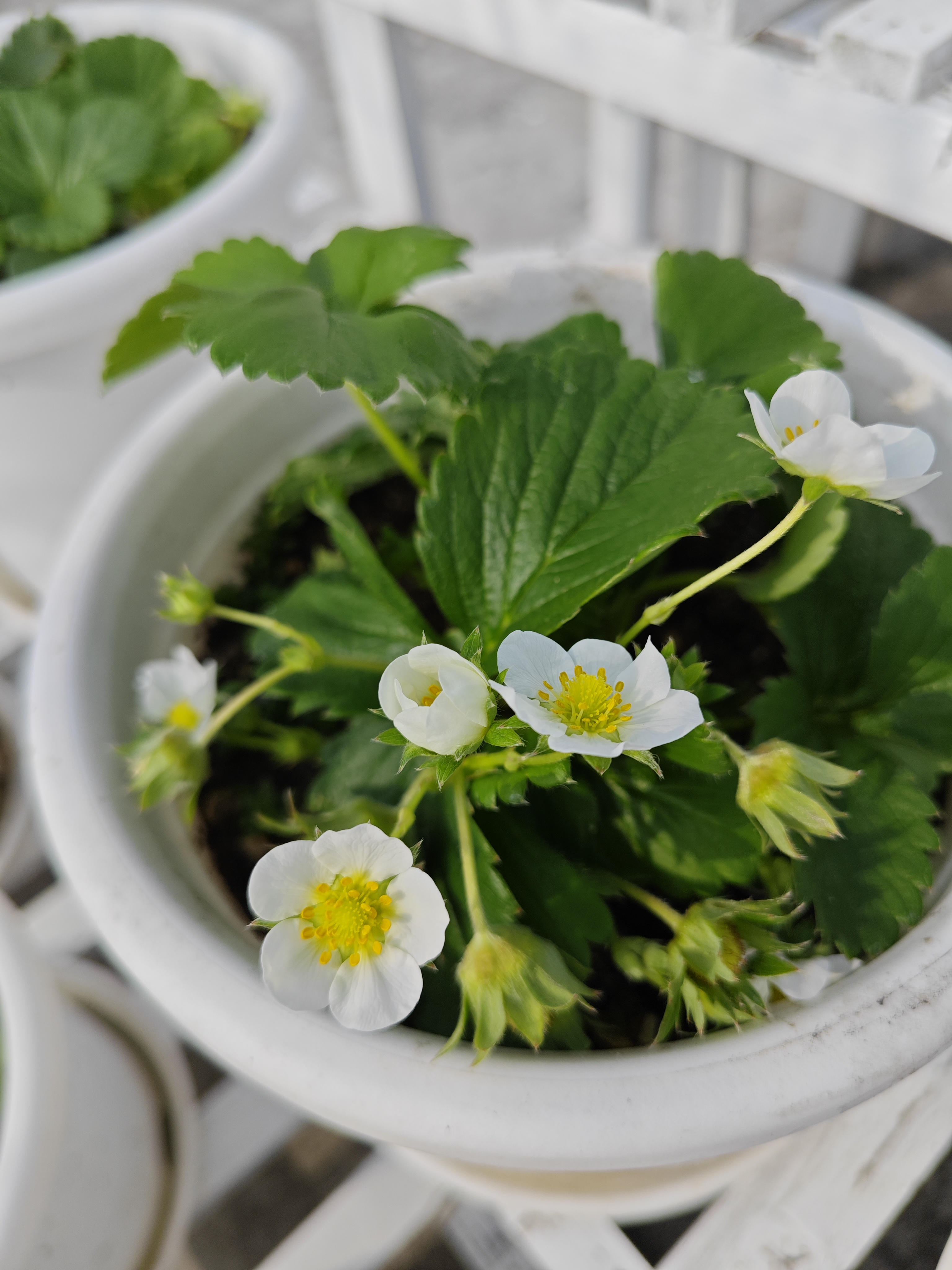 图片花草莓盆栽开花的图片草莓的花草莓园花朵图片草莓开花的样子图片