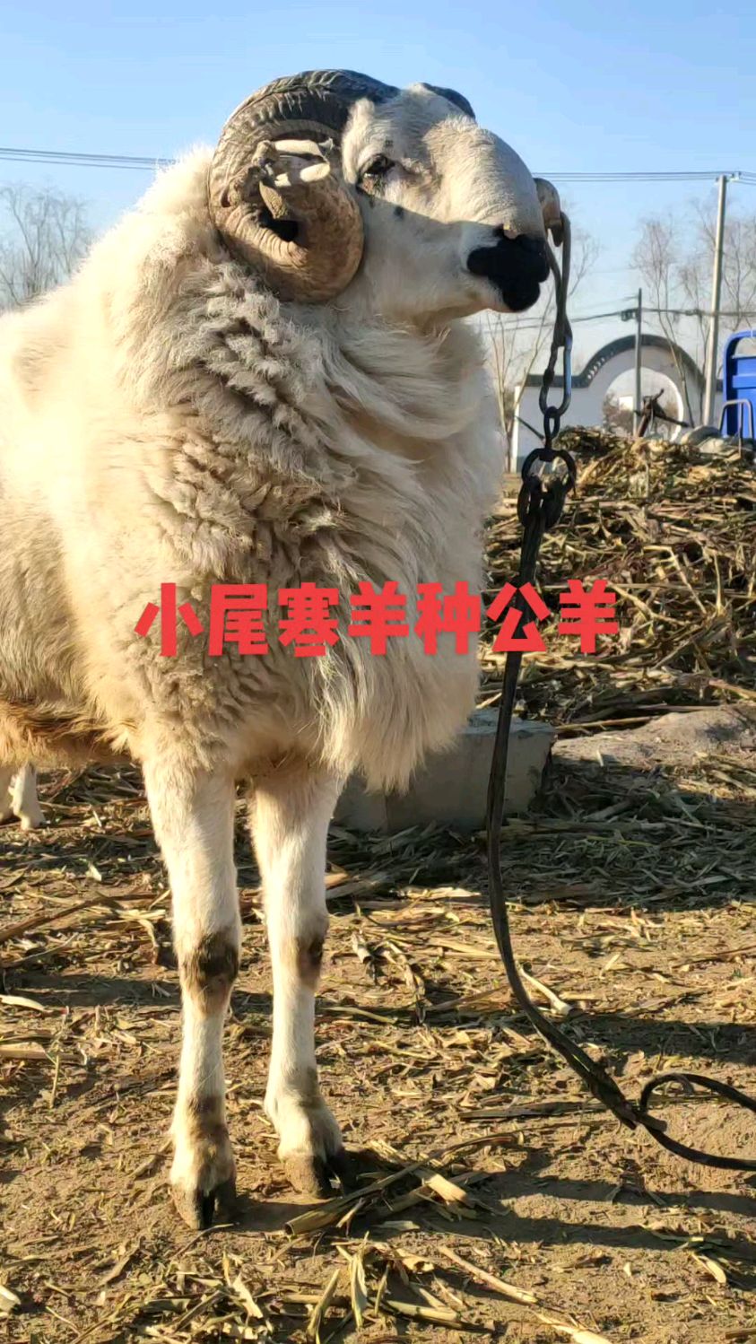 小尾寒羊种公羊