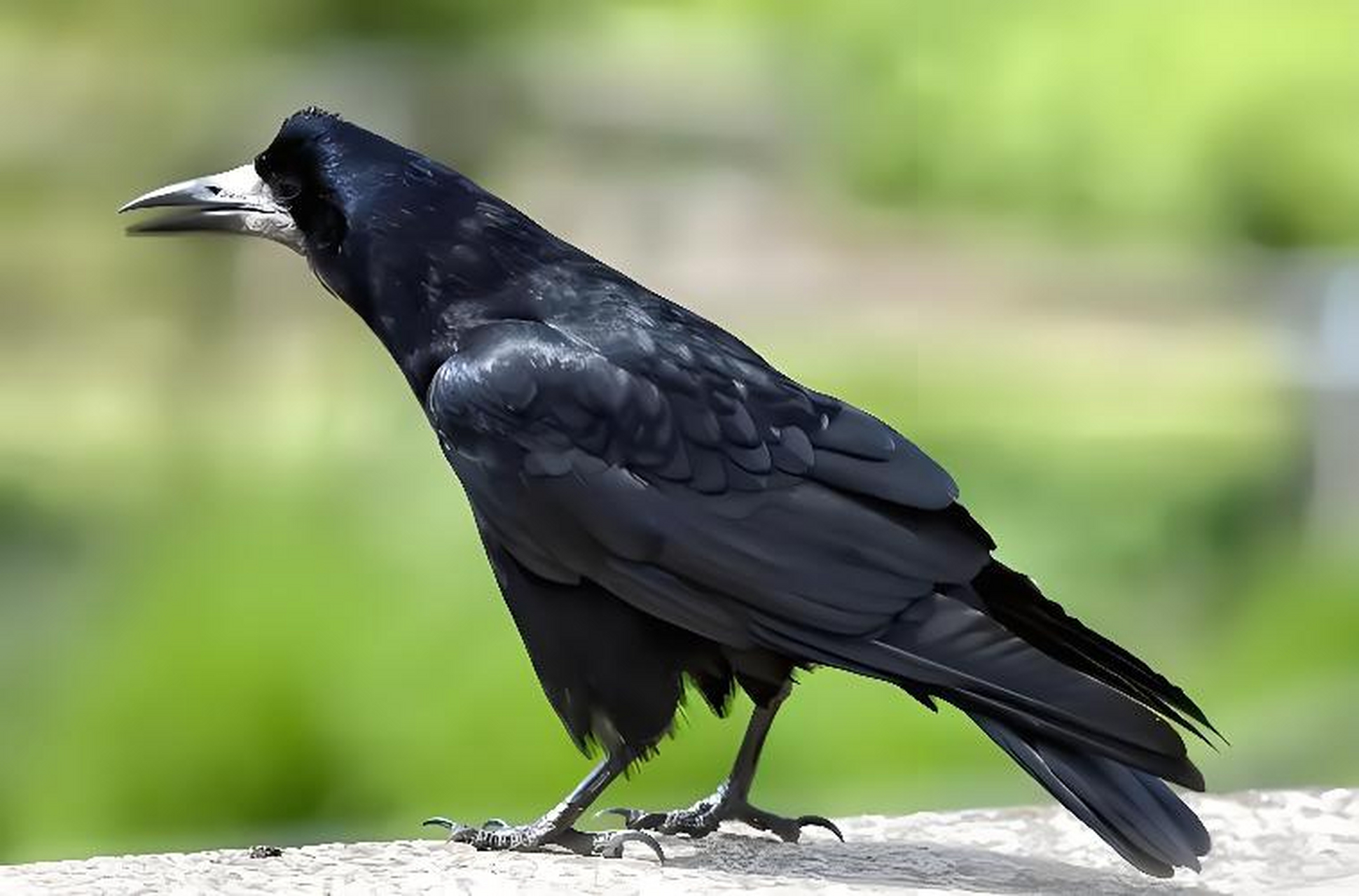 跨年创作挑战赛# 秃鼻乌鸦是亚洲常见鸟类,它可能是世界上最聪明的