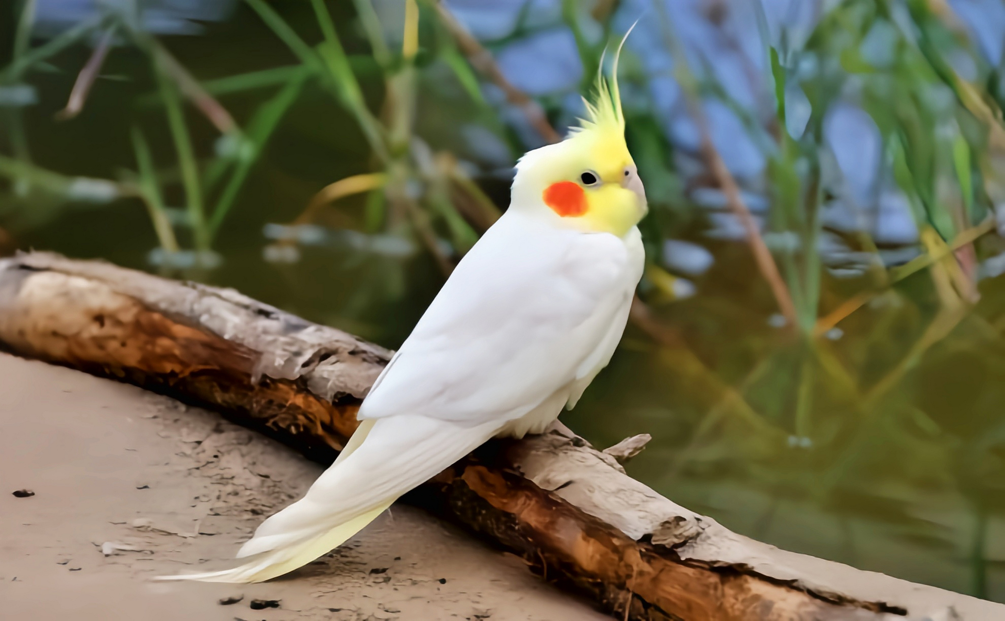 跨年创作挑战赛# 玄凤鹦鹉是常见的宠物鸟类,共有18个变种.