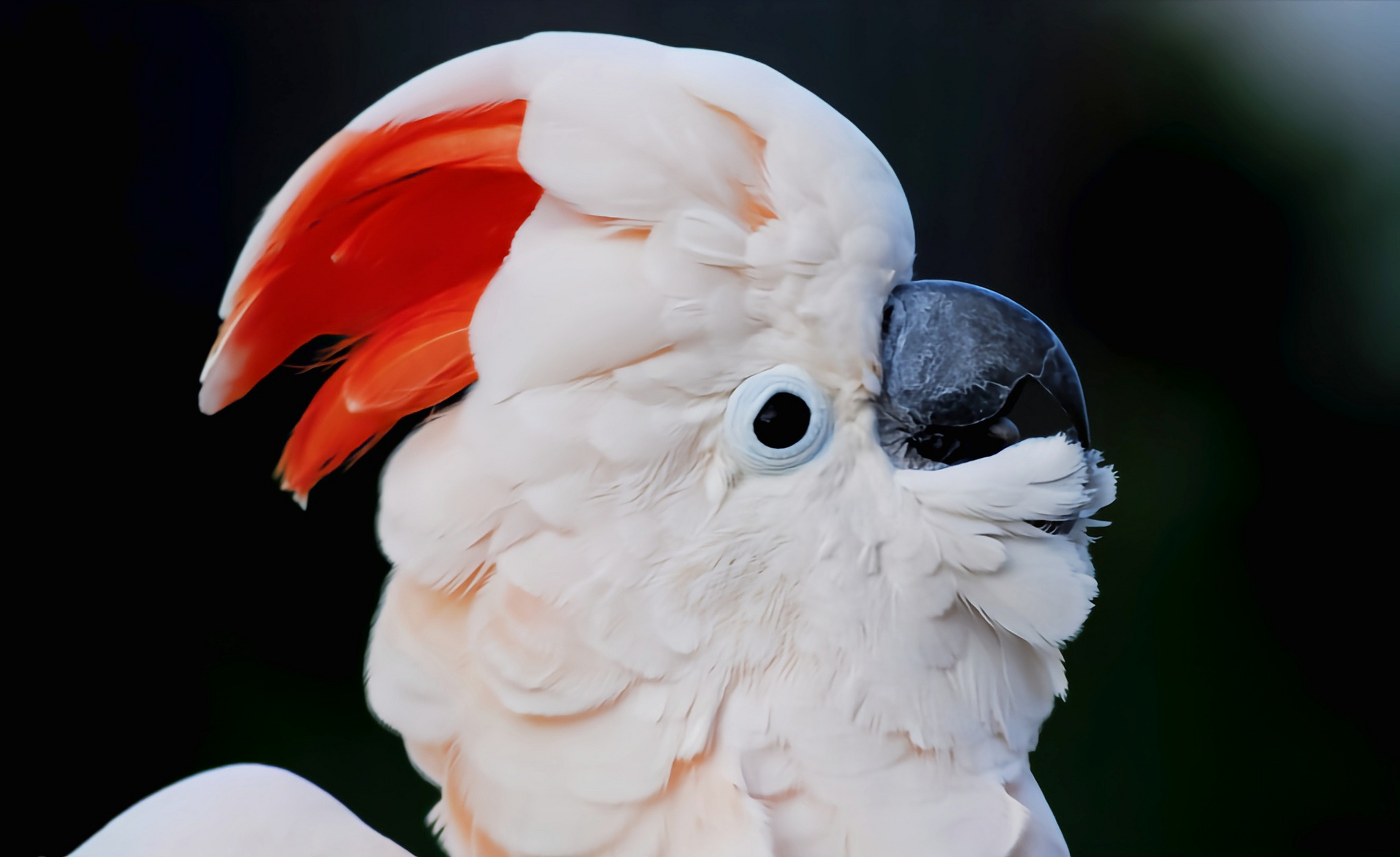 跨年创作挑战赛# 橙冠凤头鹦鹉因冠羽和"鲑鱼"粉红肉色颜色相近因此