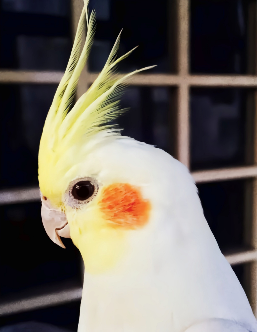 跨年创作挑战赛# 玄凤鹦鹉是常见的宠物鸟类,共有18个变种.