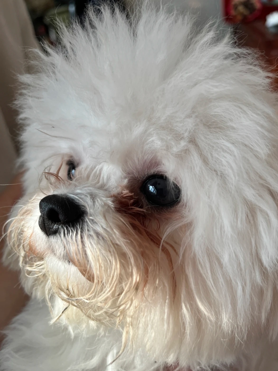 比熊宝宝泪痕治疗分享