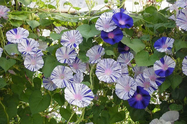 喇叭花,又称牵牛花,以其独特的喇叭形状和多种颜色而受到喜爱.