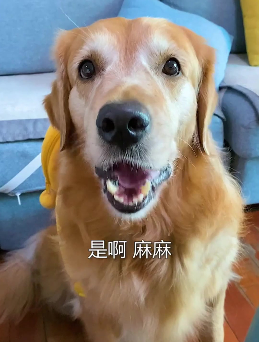 开学第一天,大壮居然是这样学会了做一个诚实的好孩子?