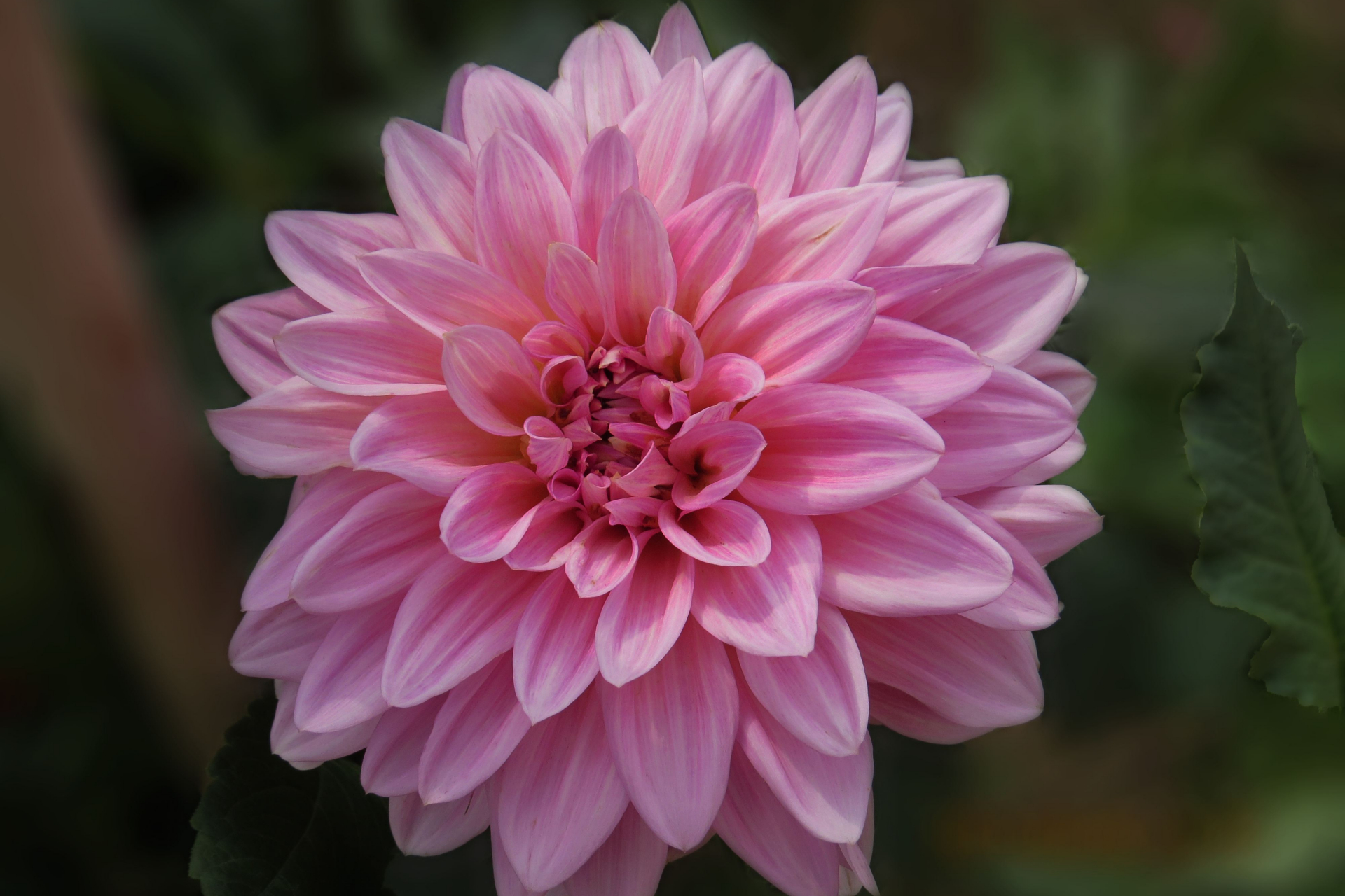 小丽花是球根花卉,拥有美丽传说和丰富的花语和寓意.