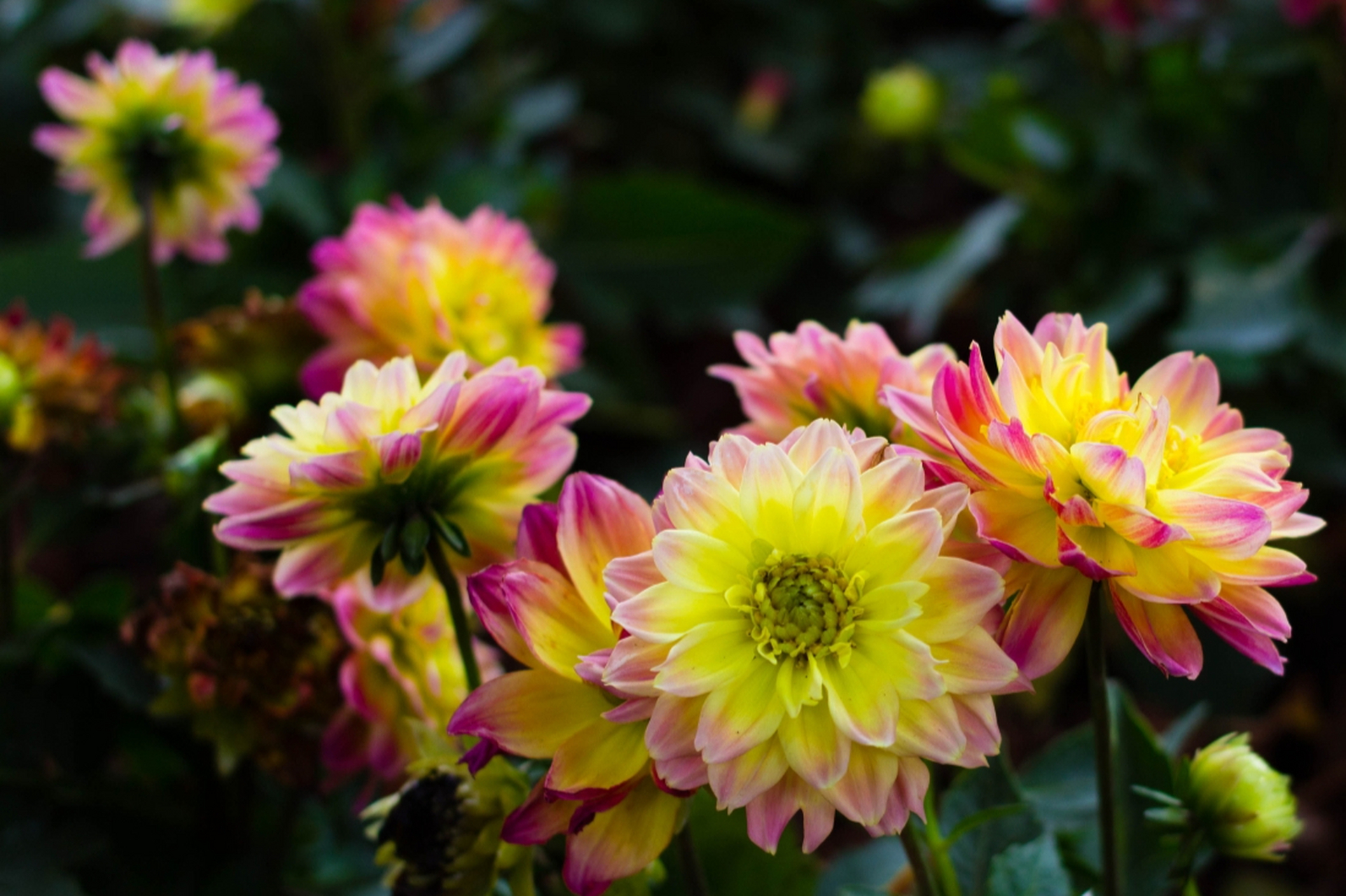 小丽花是球根花卉,拥有美丽传说和丰富的花语和寓意.
