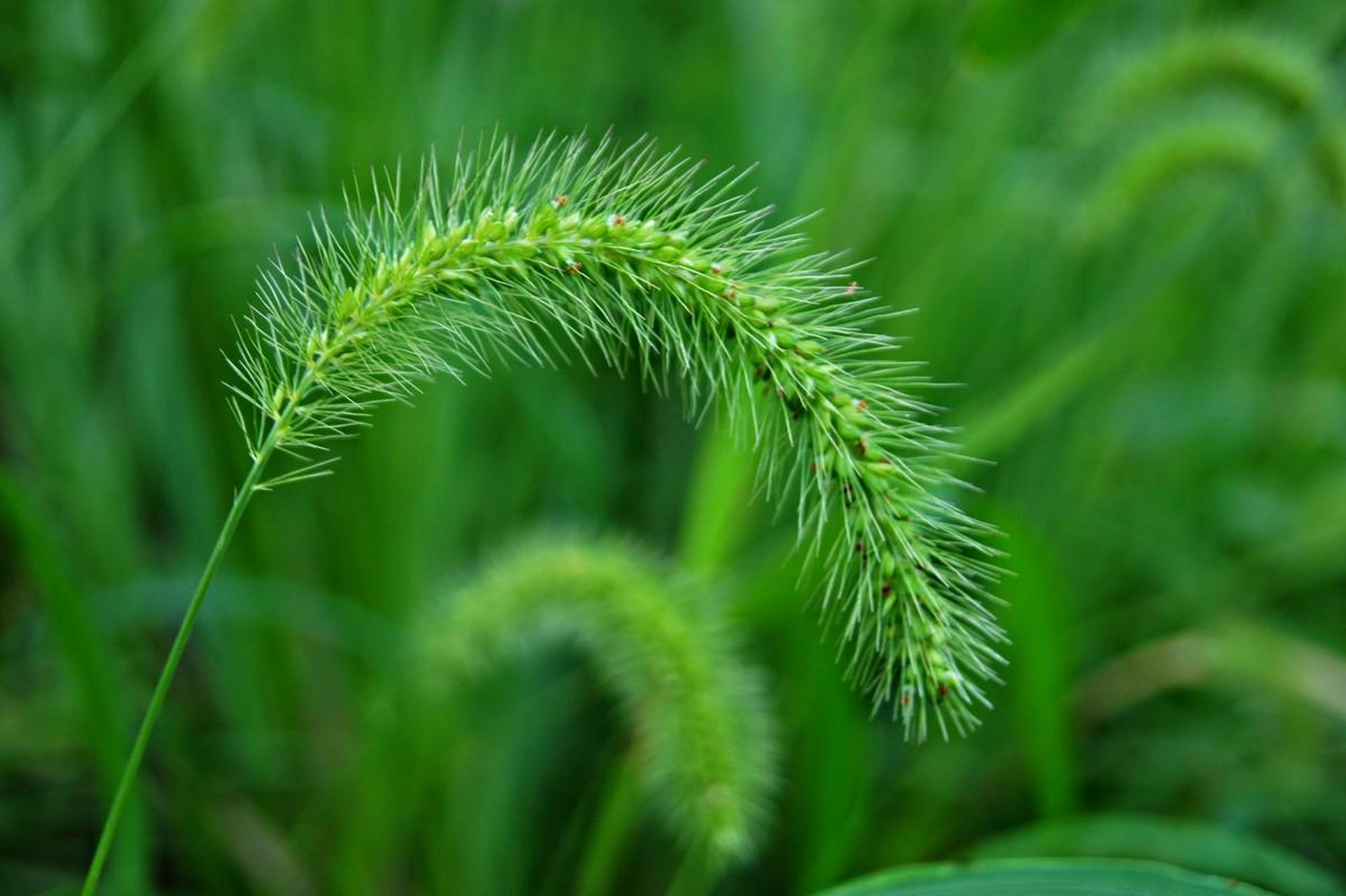 狗尾巴草的学名图片