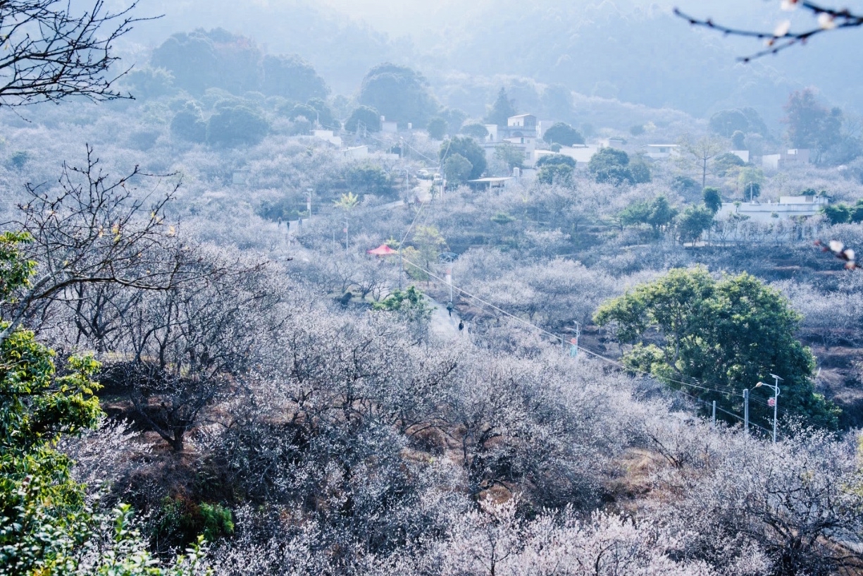 陆河梅花景色旅游区图片