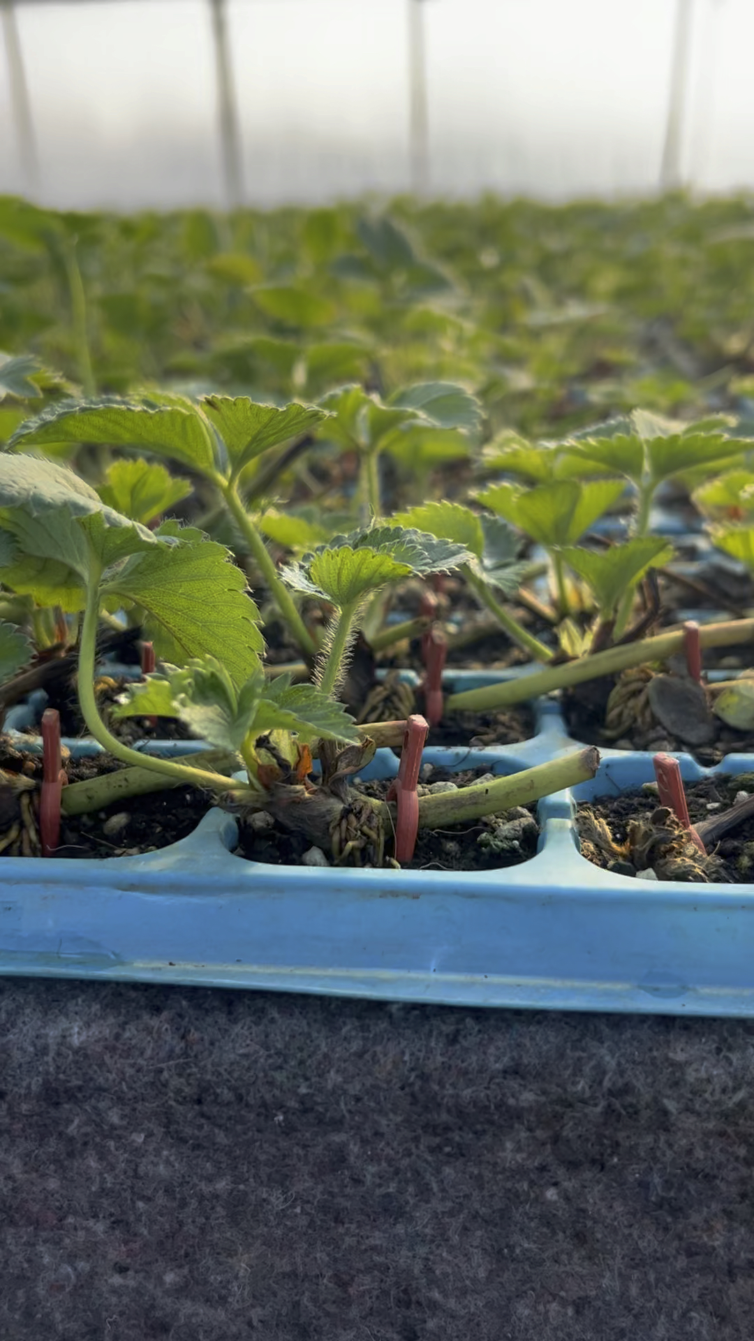 随珠香野草莓苗基地,二代种苗