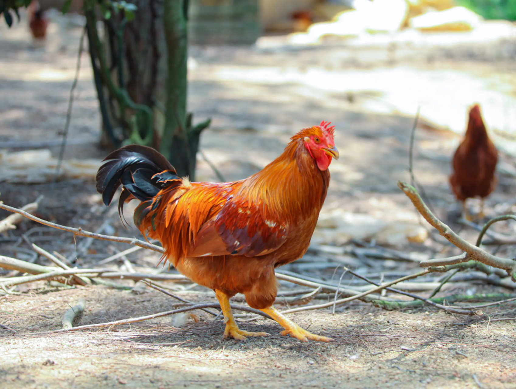 河田鸡因产于福建长汀县河田镇而闻名,被誉为世界五大名鸡之一.