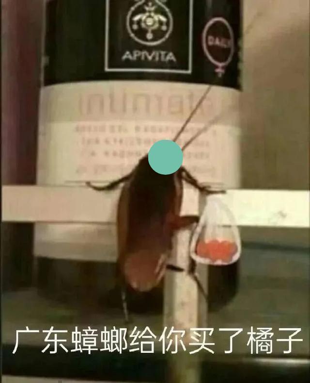 九成人不知晓蟑螂天敌是什么屋中放了它蟑螂能全跑光