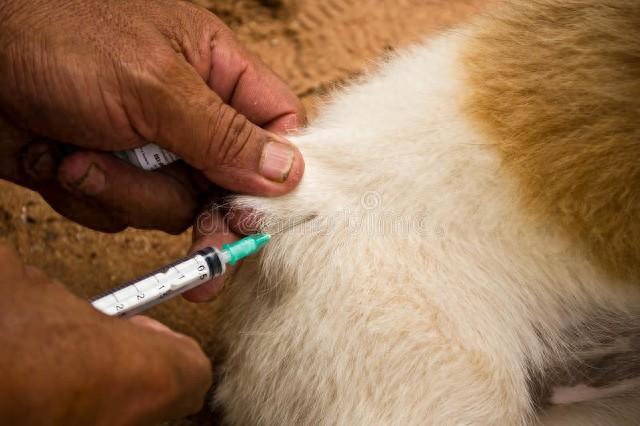 狂犬病幸存者图片