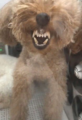 泰迪是一种非常聪明,活泼的狗狗,有时候它们也会表现出一些"讨厌"主人