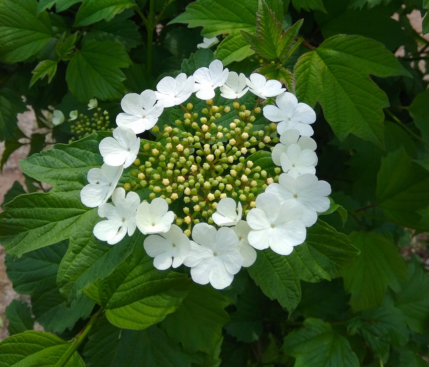 木绣球与琼花的叶片在形状,颜色,生长方式和形态等方面有明显区别.