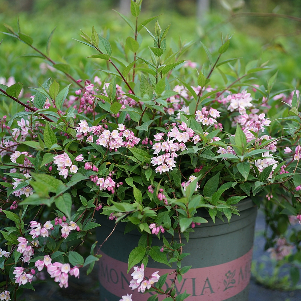 掌握正确方法能让溲疏雪樱花绽放美丽花朵,增添家居或庭院景致.