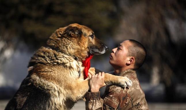 士兵和军犬背景图片图片