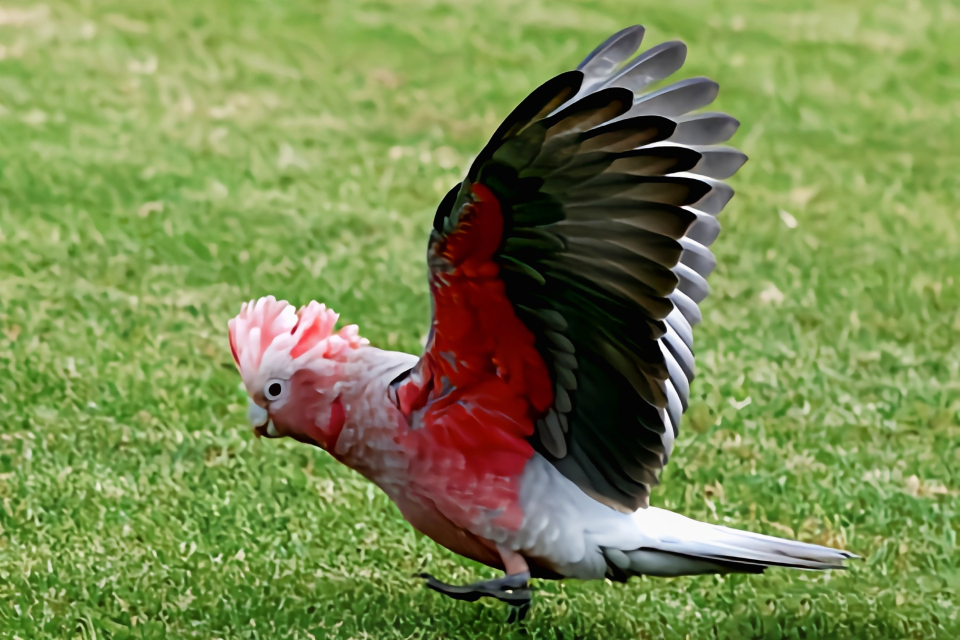 跨年创作挑战赛# 粉红凤头鹦鹉是澳大利亚分布最广的鹦鹉之一,共有3