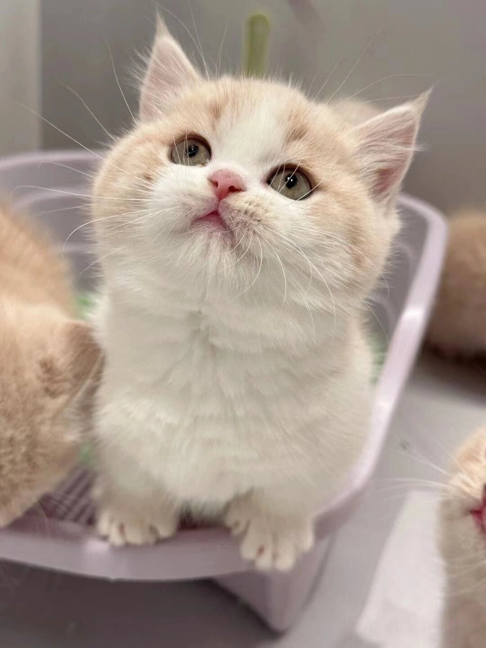 猫舍乳白自家养甜美的曼基康乳白矮脚  哎呀,瞧瞧这超级甜美的大包子