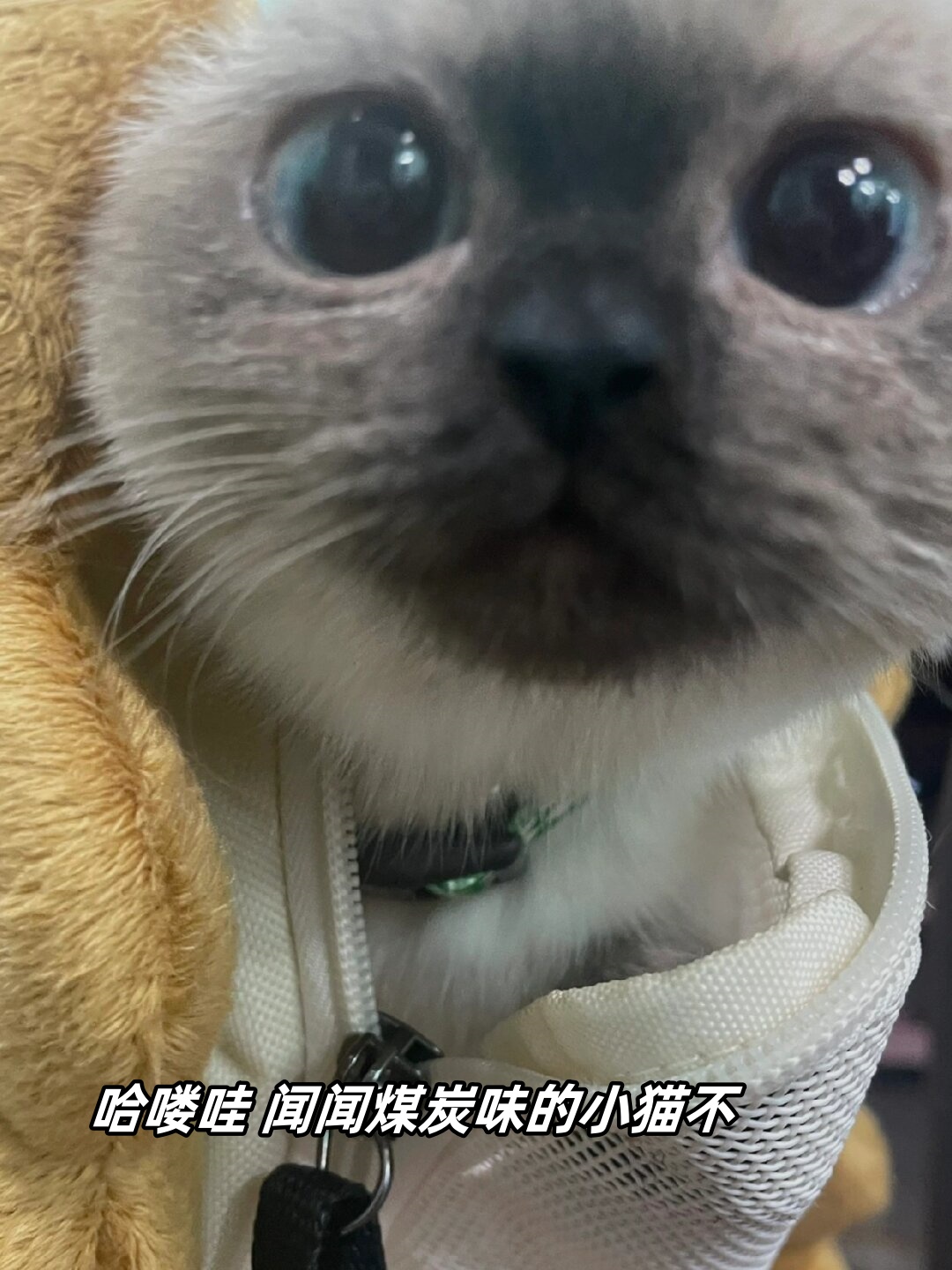 猫咪的好奇心真的非常强有时候会去闻一些奇奇怪怪的东西让人不禁
