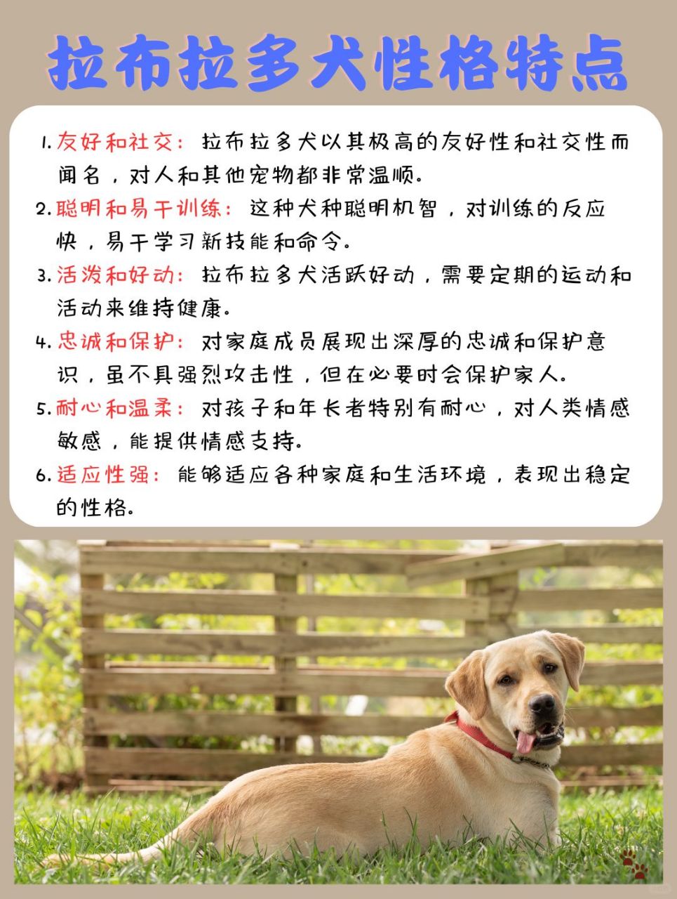 拉布拉多犬介绍简介图片