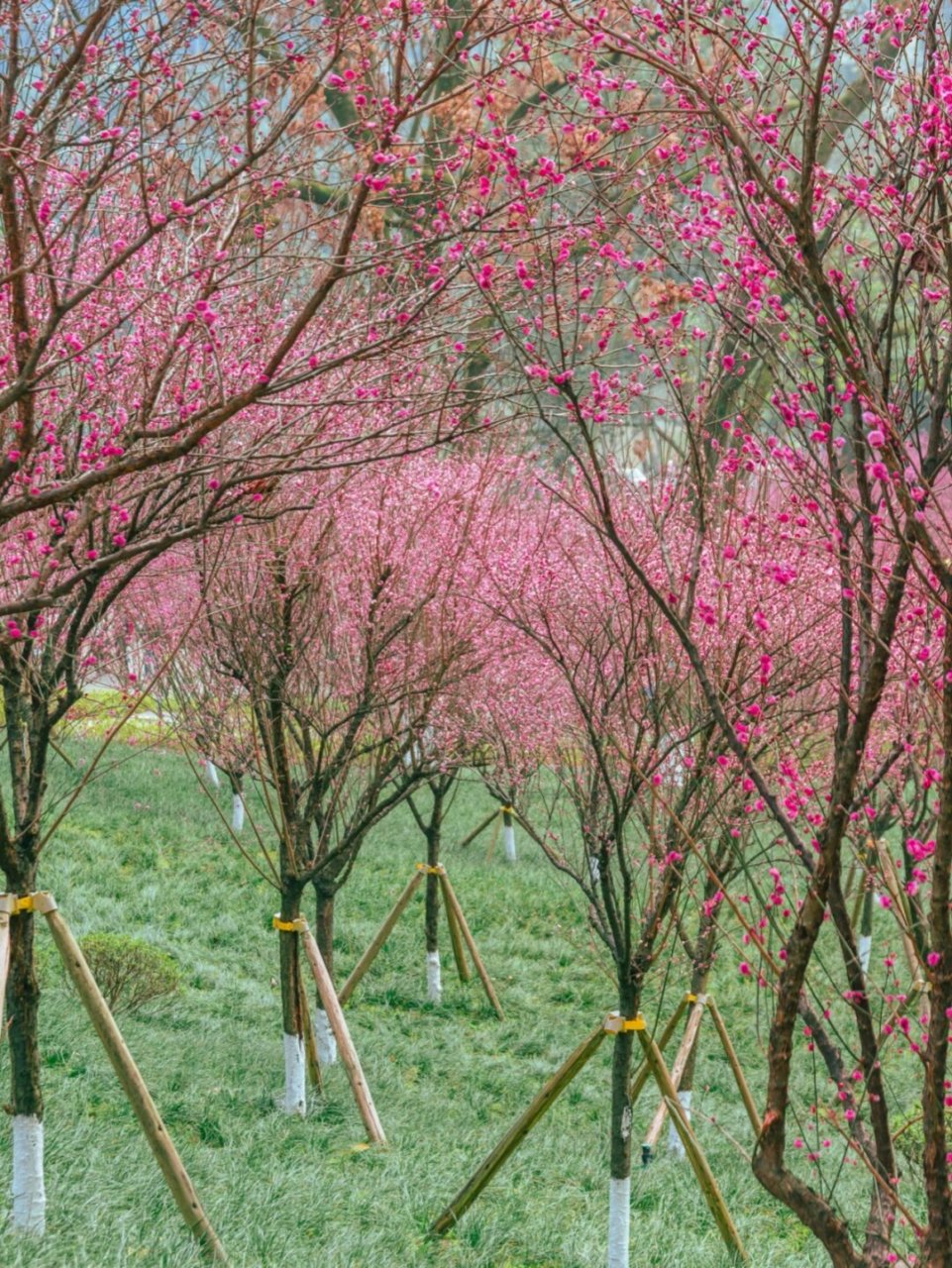 重庆红梅免费打卡地  近日,歌乐山山脚下的梅园中,红梅竞相绽放,如诗