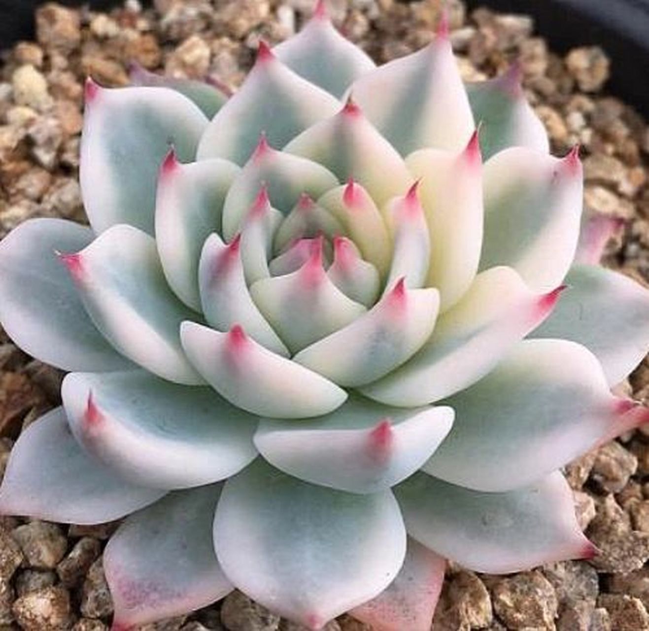 吉娃莲:多肉植物中的璀璨明珠  在繁多的多肉植物世界中,吉娃莲以其