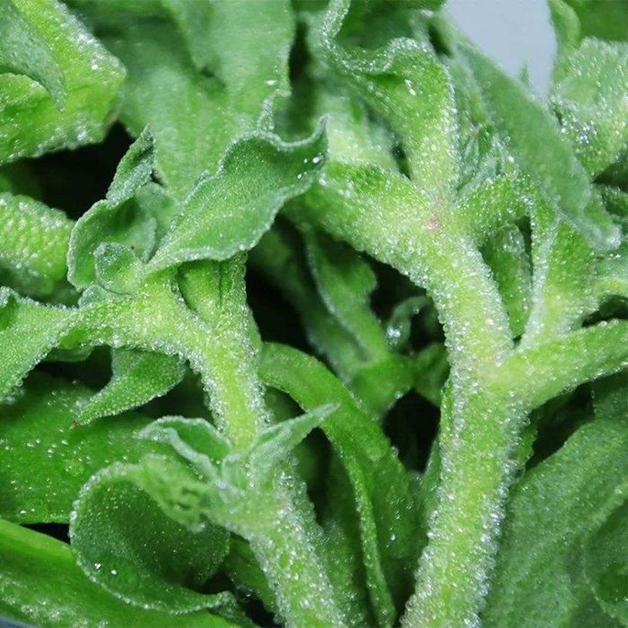 冰草菜的功效与作用  冰草菜,一种常见的蔬菜,其营养价值和药用价值都