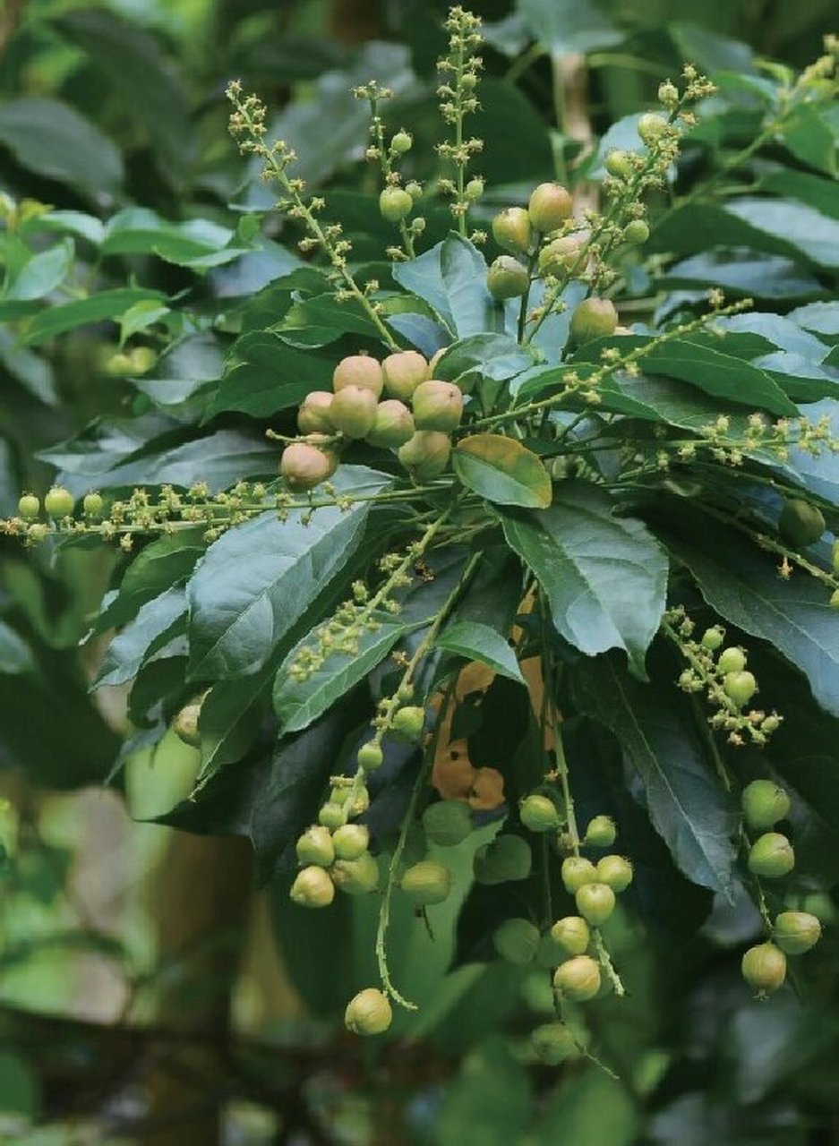 巴豆的图片 植物图片