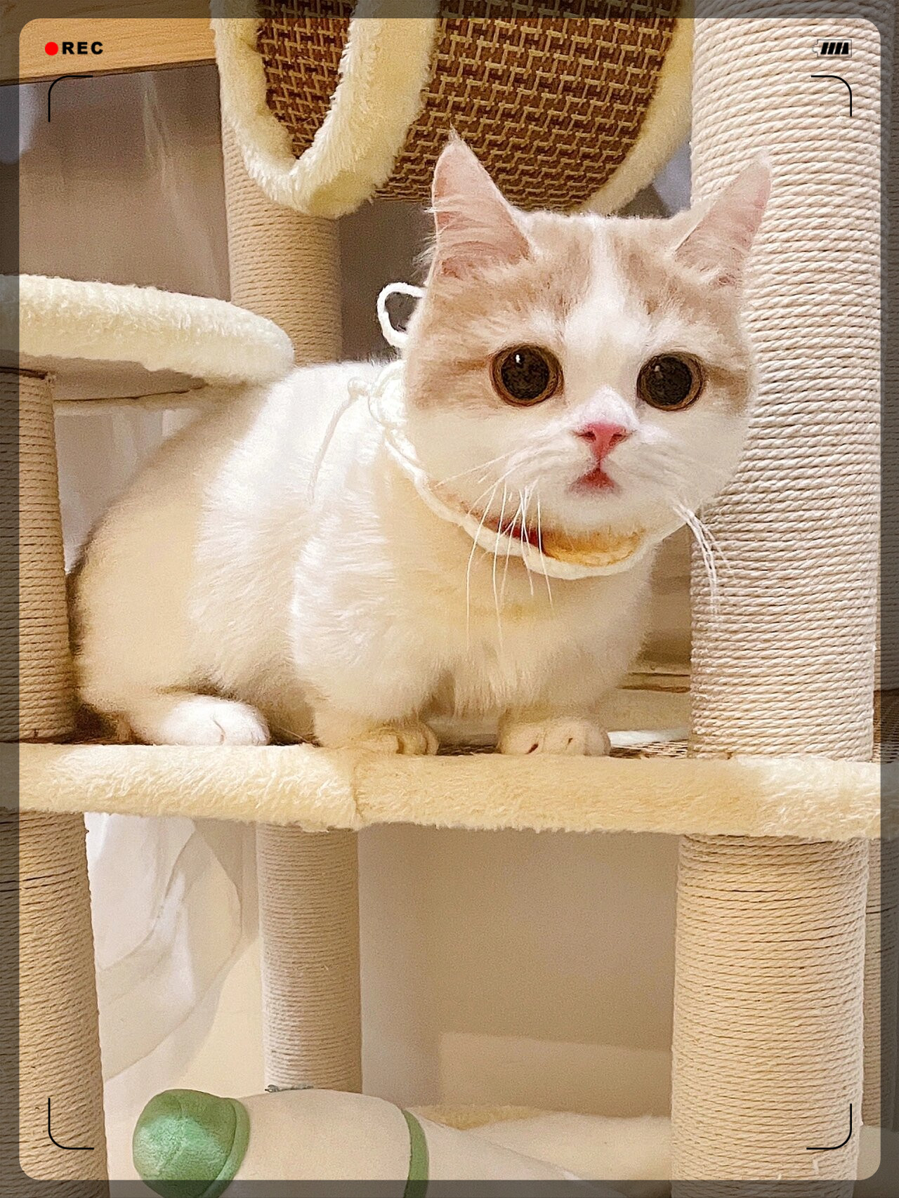 猪咪的日常发憨～～