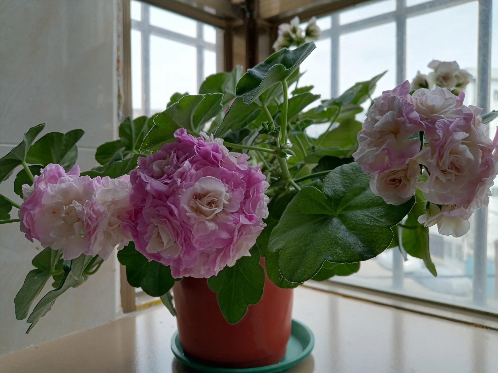 这个品种名叫"垂吊万岁卡洛琳",是天竺葵界的"仙女",其花朵易成球状