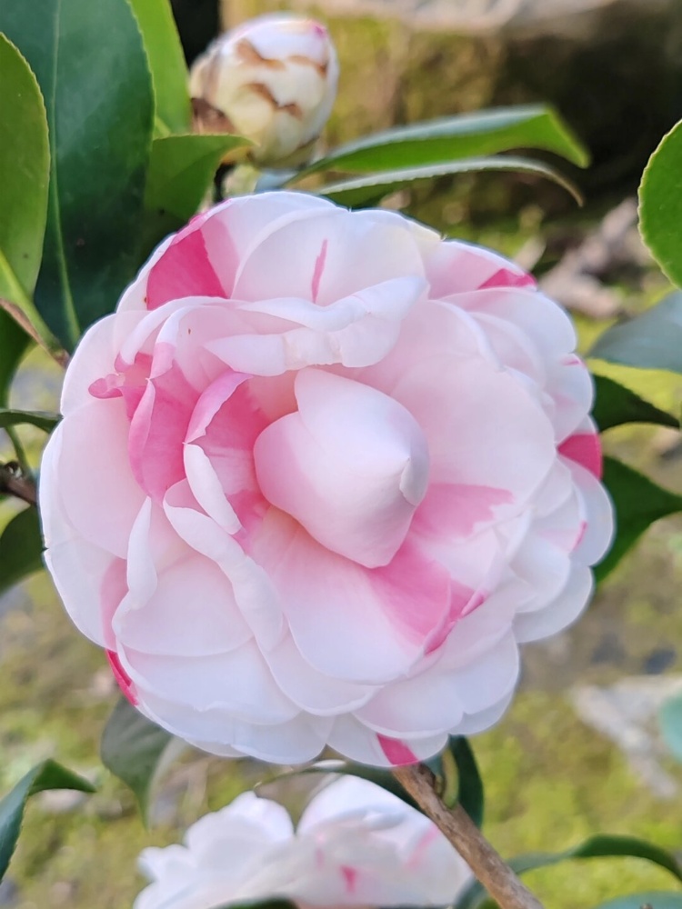 在这个季节里,茶花绽放出绚丽多彩的花朵,为大地增添了一份独特的魅力