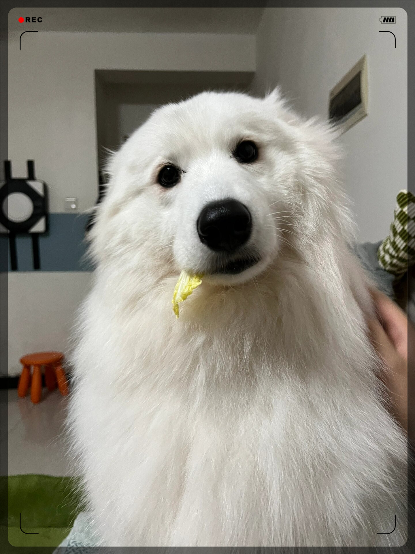 萨摩耶宝宝爱吃白菜,这个萌点简直太犯规了! #我要上热门